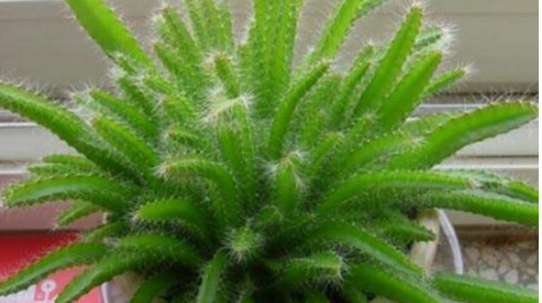 火龙果盆栽种植方法,5种简单方法教种出你超多