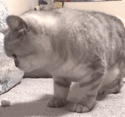 猫主子去隔壁二哈家玩了一小时,回家之后就这样了