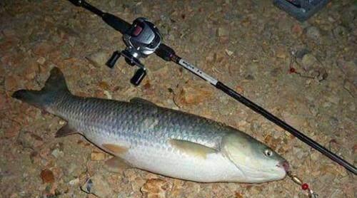 如何用海竿浮钓, 图解浮漂组装!