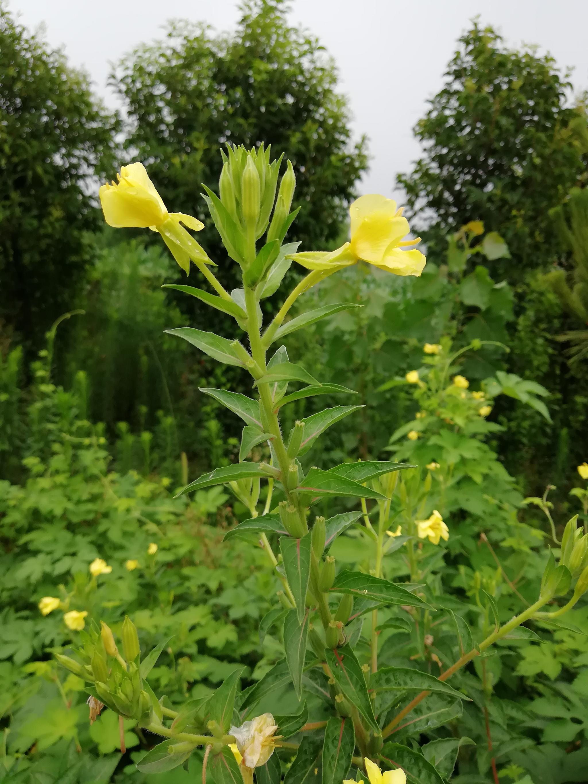 自己养的野姜花 路边的月见草 北美刺龙葵 萝藦