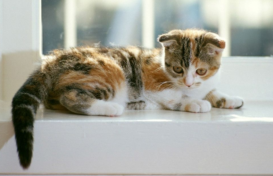 为啥猫咪喜欢上床睡觉呢?铲屎官要注意了!原因