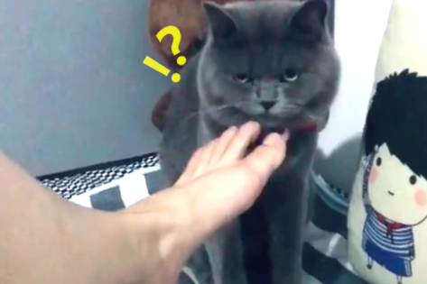 看到这只猫咪闻到臭脚丫的可爱表情，大家有没有觉得很搞笑