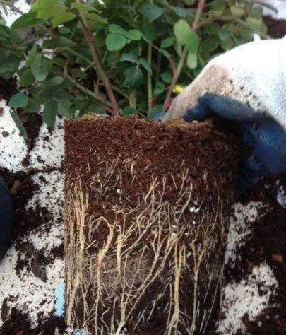 花卉什么时间换盆最好?其中大有讲究,换对了花