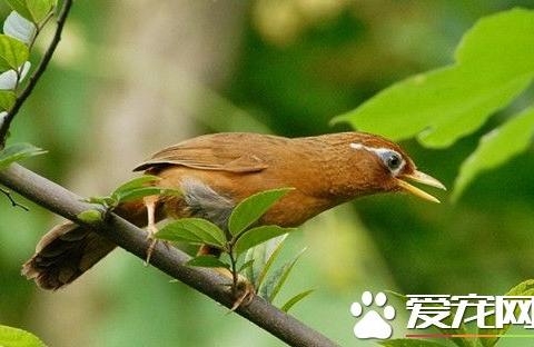 俄罗斯国家馆：从8元到15元，一根牛筋肠的利润之旅，你被“智商税”了吗？