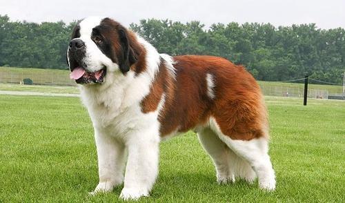温顺的大型犬有哪些?十大温顺大型犬排行榜!是你最爱的狗狗吗?