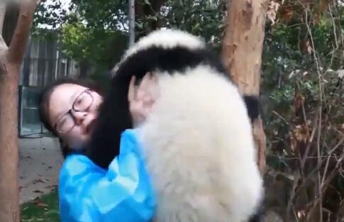 熊猫宝宝被江左梅梅呼唤,树上下来后,发生暖心