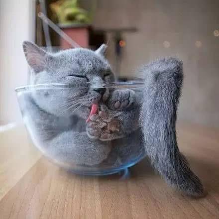 你家的猫是“液体猫”还是“长条猫” 网友:我家的是“大饼猫”
