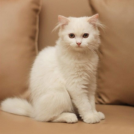 一只擅长卖萌的表情帝,名叫max,圆圆的眼睛,爱吐舌头