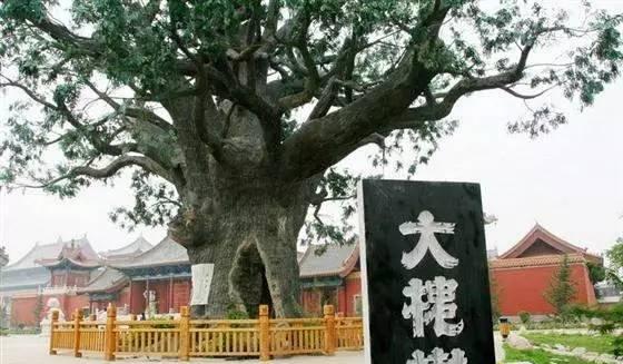 看了祖传家谱后才知道，山西洪洞大槐树老鸹窝真是我祖先故居