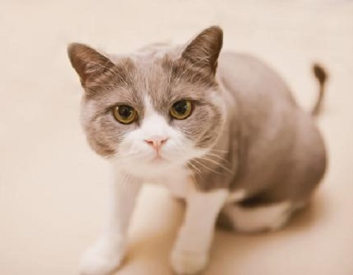 猫突然吃猫砂怎么办,猫吃了猫砂怎么办