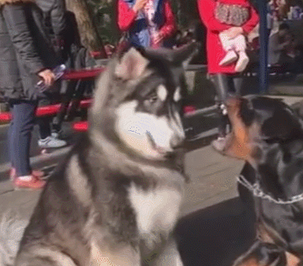 阿拉斯加本想嘚瑟一下,大狗一声怒吼,它立马被吓怂!