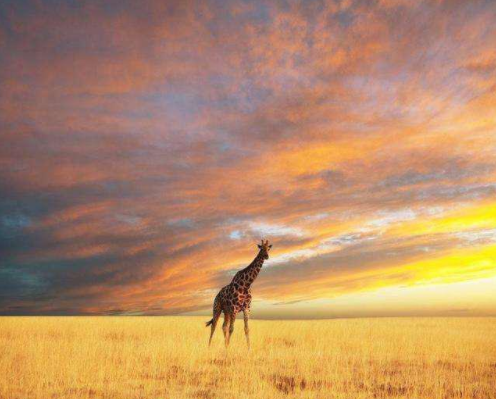 去非洲工作一年的人回来会有什么变化,年薪十