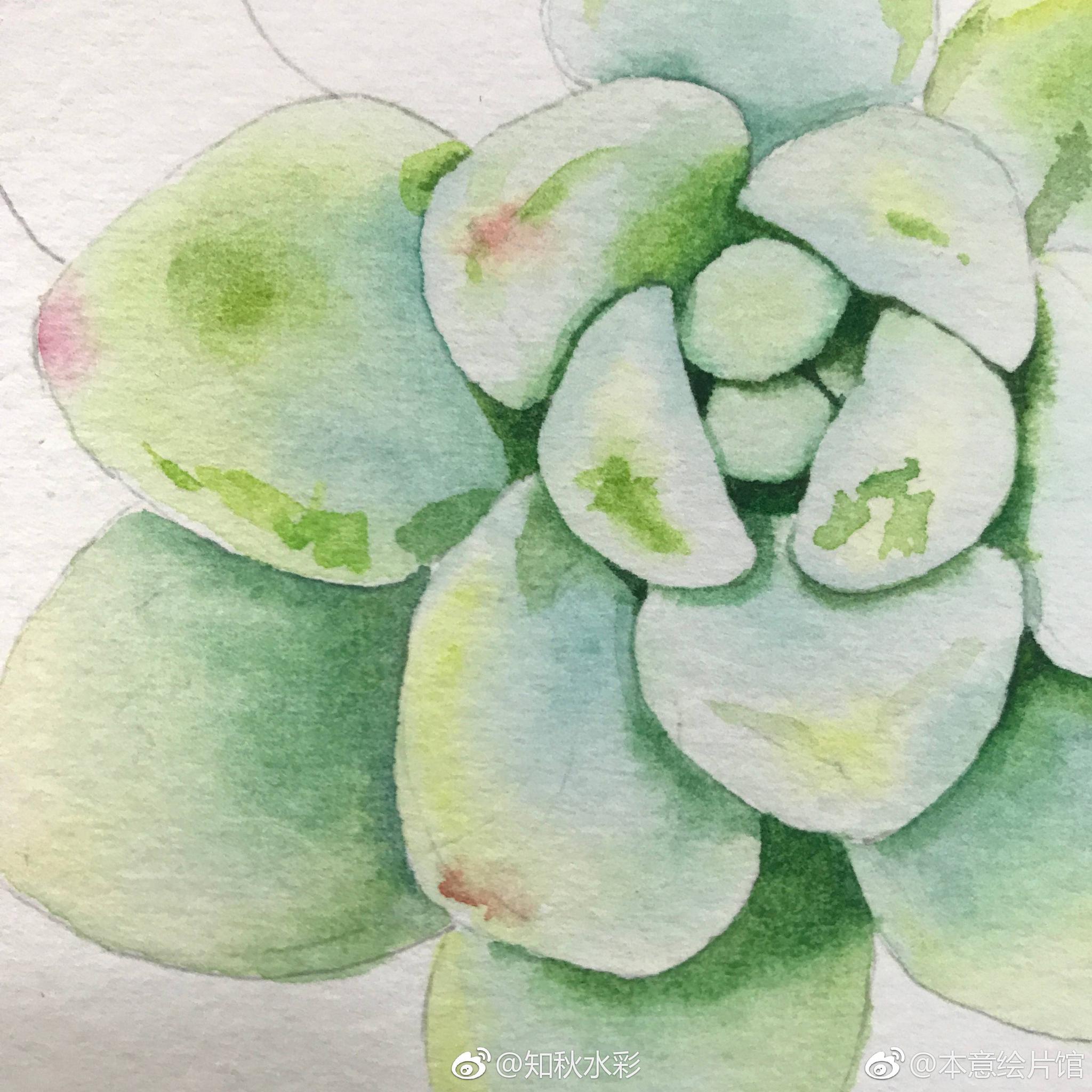 夏日清凉色系水彩多肉过程，学习起来 | 绘画: