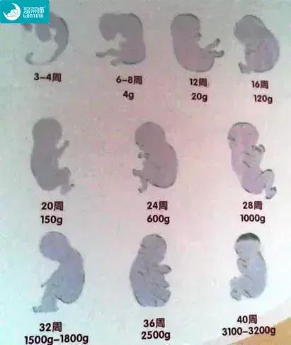 为什么十月怀胎只有280天,从哪一天开始算怎