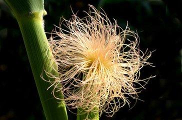 玉米胡子千万不要把它扔掉,10大功效让离不