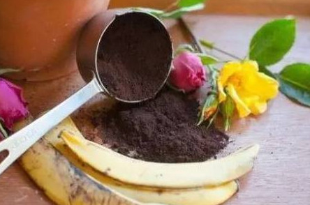 公公把香蕉皮埋土里,却意外收获香蕉盆栽,邻居