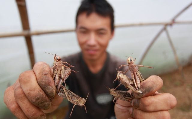 8种致富昆虫介绍,农村里很多农民靠养殖虫子住