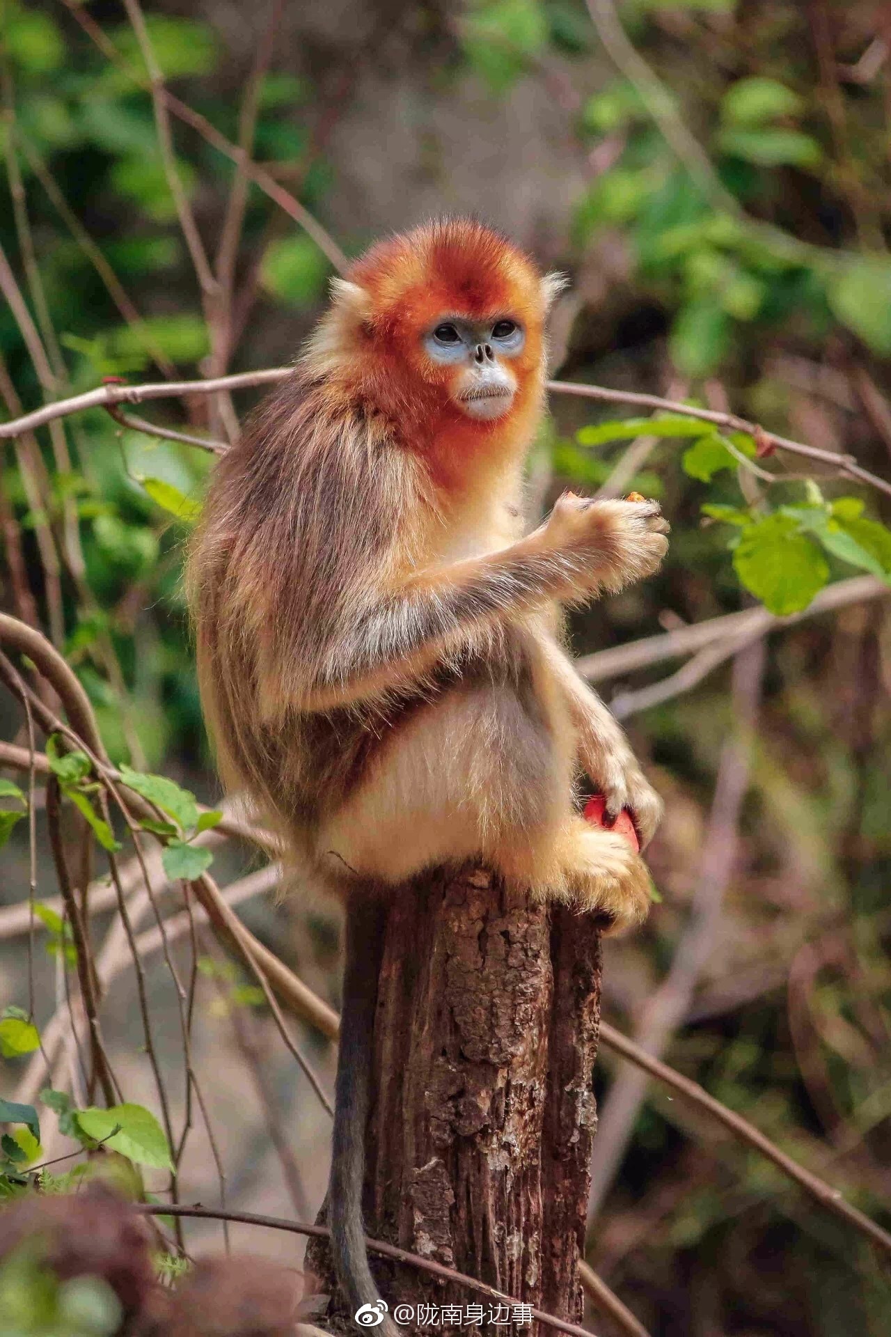 【美丽的精灵-金丝猴摄影图片】生态摄影_太平洋电脑网摄影部落