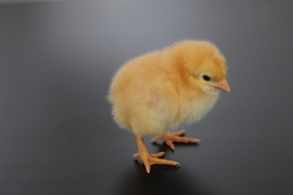 刚孵化十天的小鸡,智商超过金毛,网友:不得不承