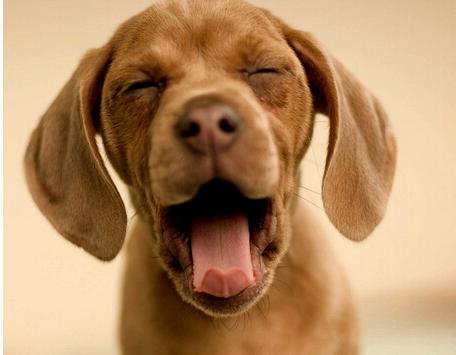 大神给自家狗狗取的牛逼名字,扳手招财就算了