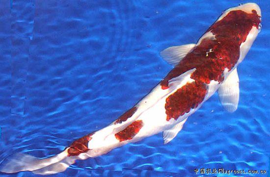 你养的鱼为什么总是死?学会这几招,鱼儿总是水