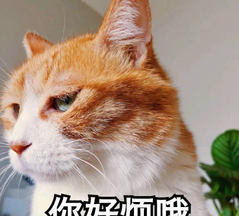 搞笑猫咪表情包:生无可恋又不肯去死的表情