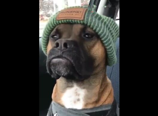 狗狗头戴个性帽子,傲慢表情像某明星,大家猜像谁?