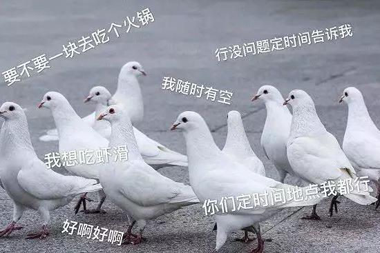 这些魔性的鸽子表情包,让我看透了塑料友情