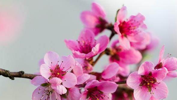 从《诗经·桃夭》中领悟到的三条幸福秘诀,送