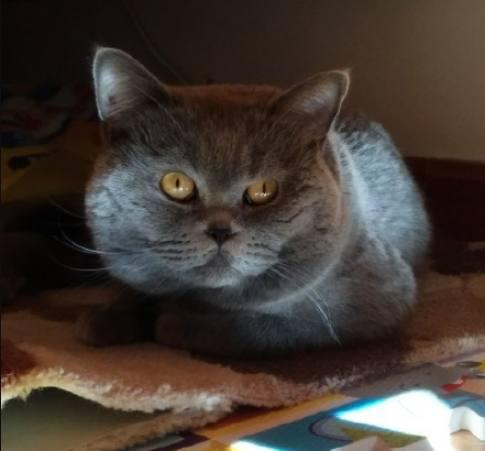 买了一只蓝猫,出差前交给奶奶养,一年后回家一