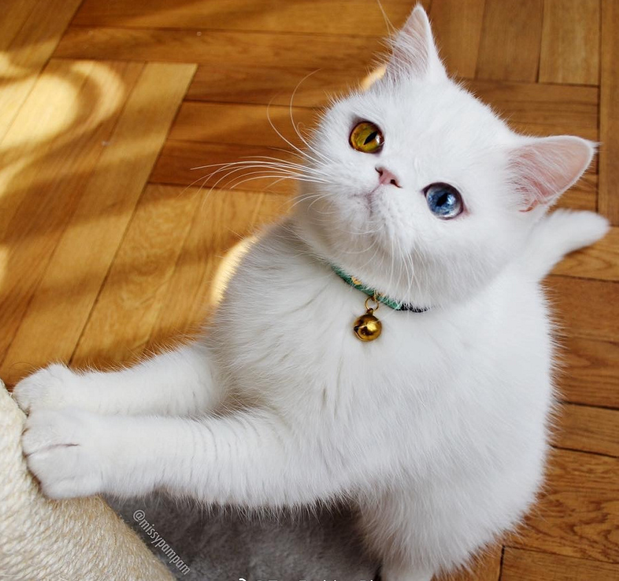 异瞳小奶猫