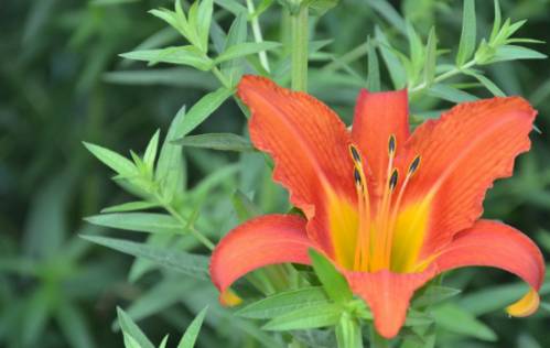 7日后财运亨通,三大生肖横财发7天,大富大贵70年