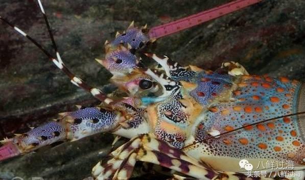 世界上最贵的大龙虾竟是国产货,吃一口相当于