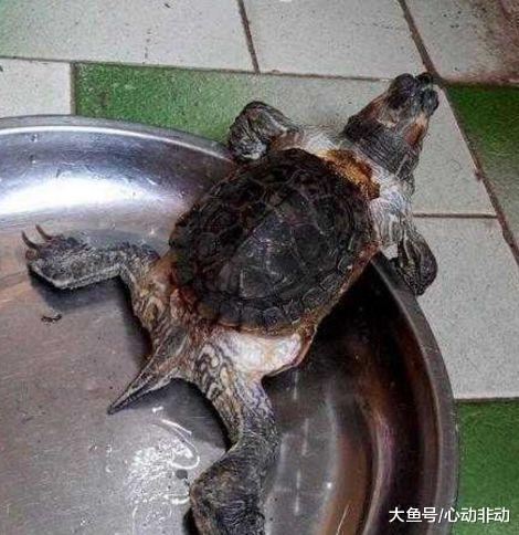 老人去世10年后, 家人发现他养的乌龟还活着, 样子却非常吓人