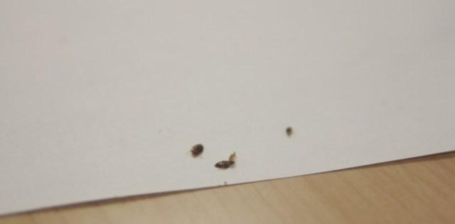 瑞尔森大学教室出现床虱,学生半只手被咬红