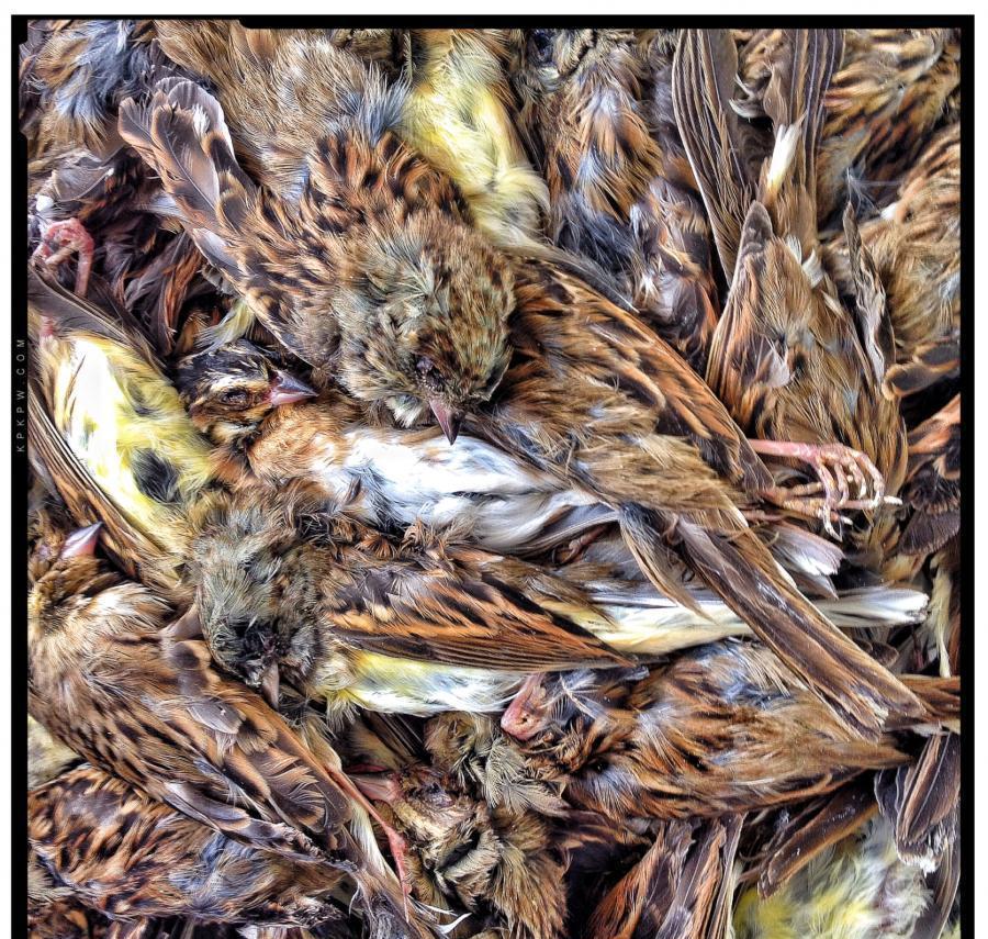 捕麻雀陷阱视频教程图片