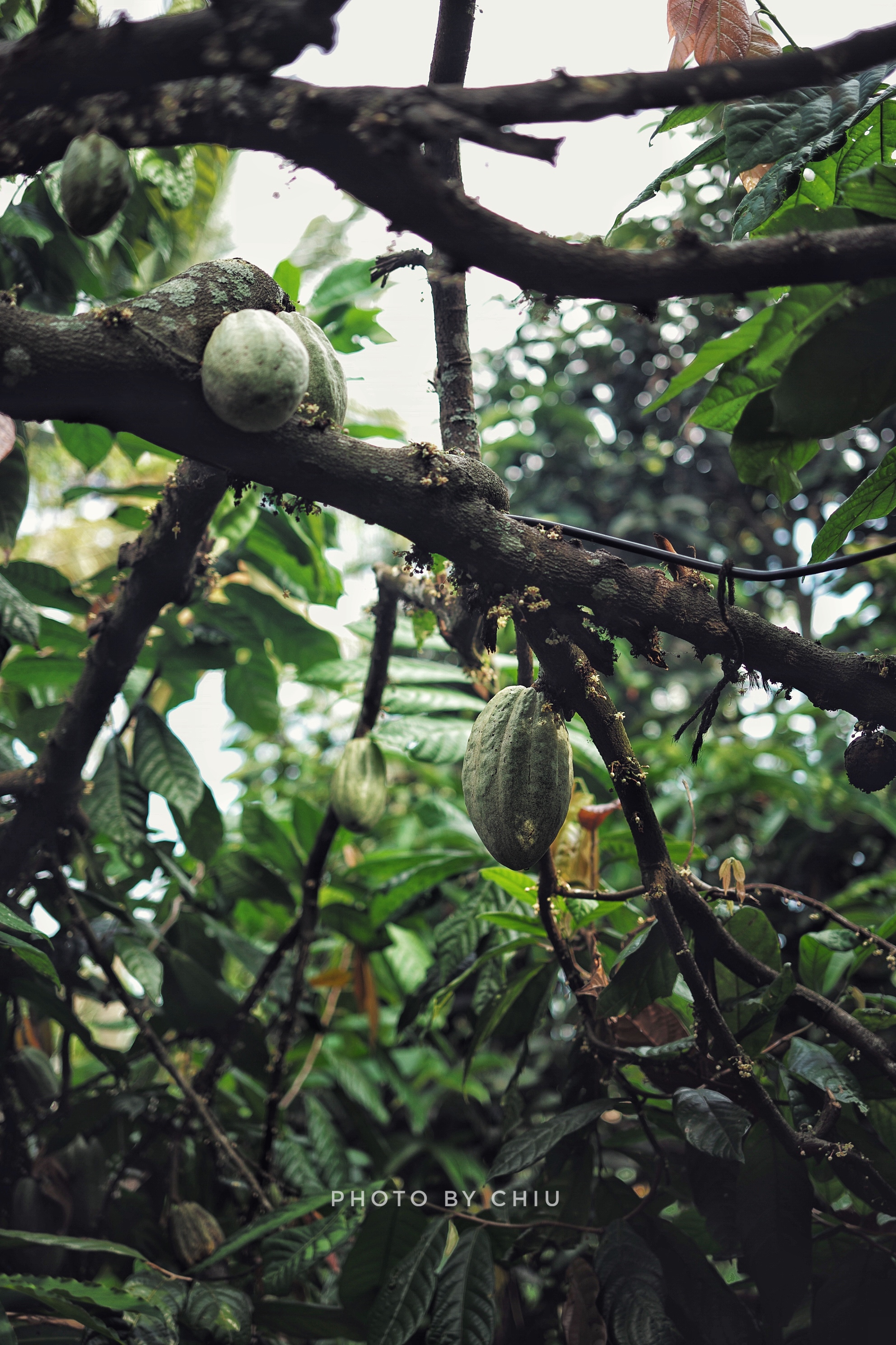 涨姿势的一天。看到了可可豆和咖啡豆的生长环