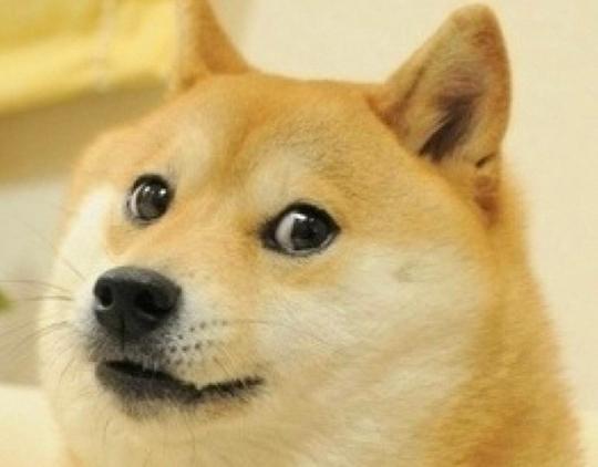 大神给自家狗狗取的牛逼名字,扳手招财就算了