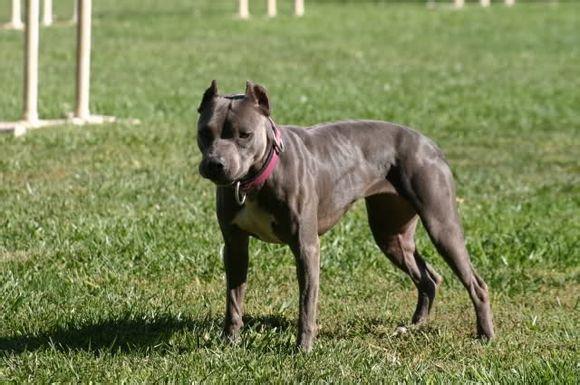 什么狗打架最厉害排名?十大世界上打架最厉害