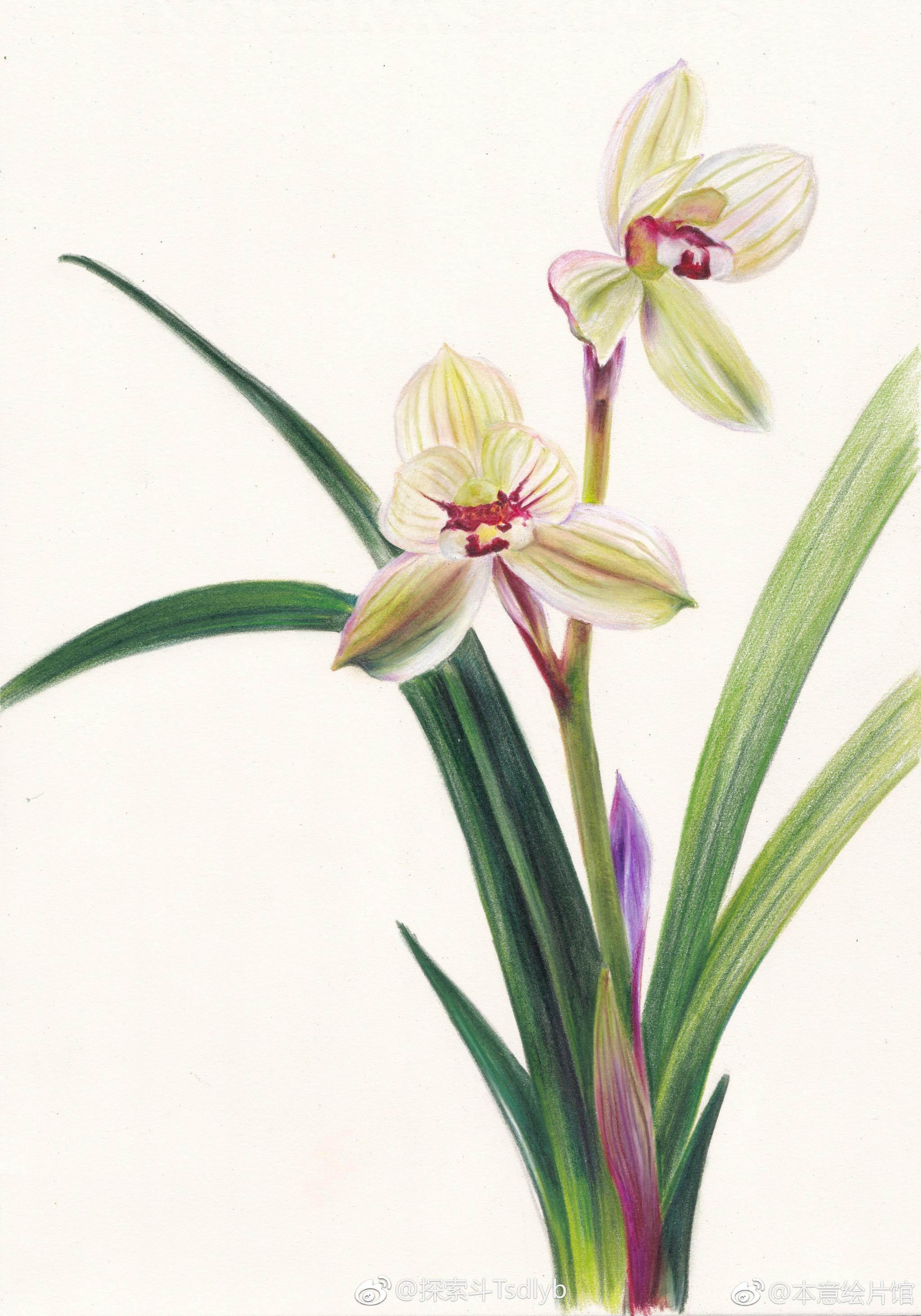 君子如兰,空谷幽香。| 绘画: