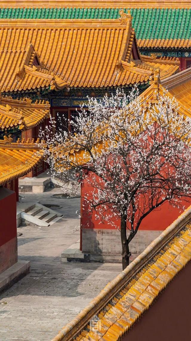 春天的故宫,惊艳了一座北京城