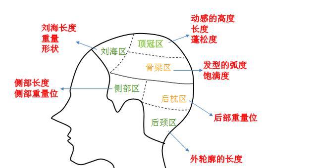 发型技术结构解码(一)——头部分区