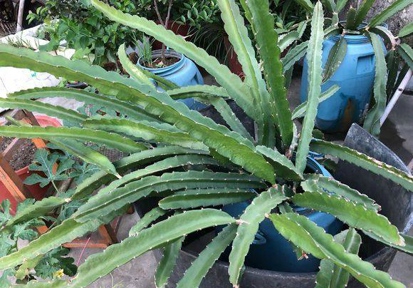 用个破桶种几棵火龙果,枝条长得还怪顺,还是地