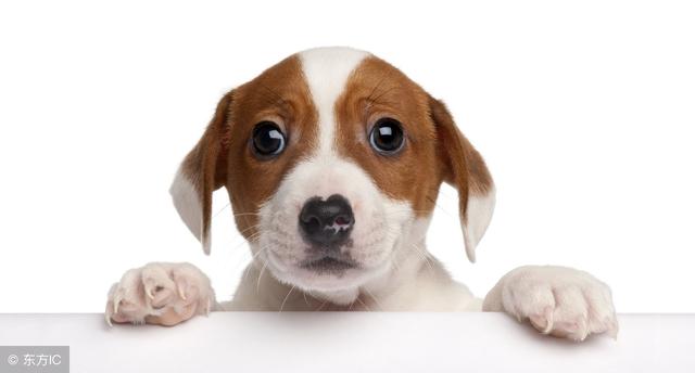 2018年属狗宝宝起名字最忌讳用含龙的字