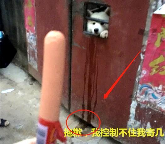 拿出一根火腿肠，萨摩耶哈喇子流了一地，真是太没出息了