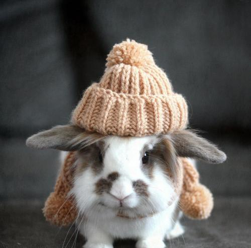 兔子可以吃什么小零食 12fc-hnstwwr1803924.bmp