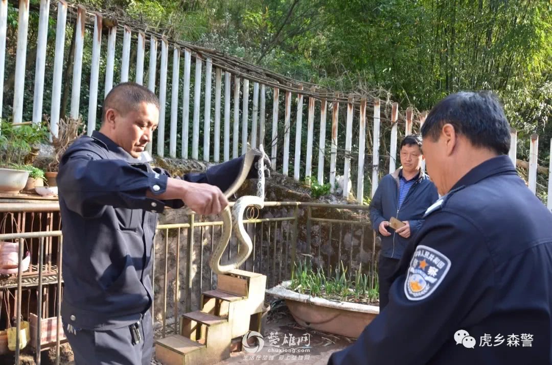 楚雄双柏"老麻蛇"误闯民宅进了鸡厩,频频出没吓坏众人