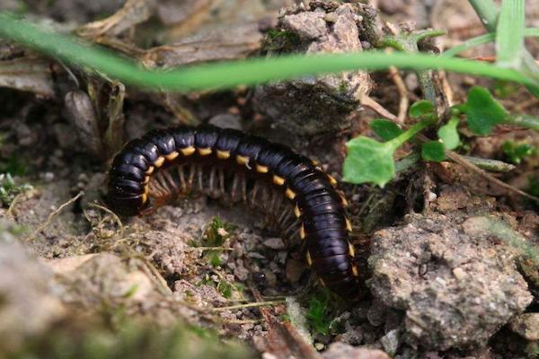 家里有虫子怎么办 房间常见小虫防治指南