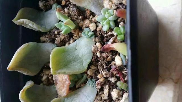 长歪或徒长的多肉,教你一个月轻松爆盆