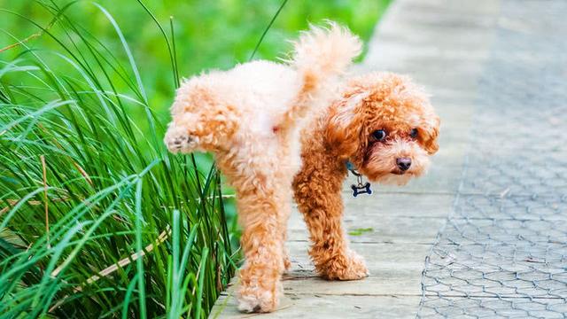 小狗们逆天的撒尿姿势究竟为何?竟是为了假装自己是只大狗